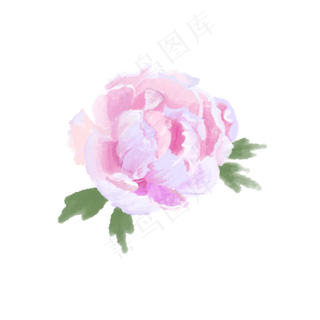 牡丹花水彩画