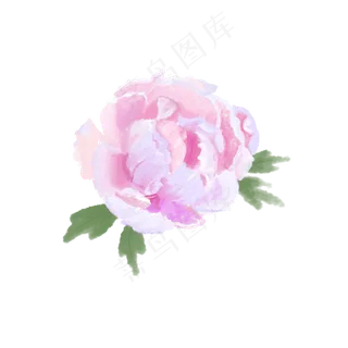 牡丹花水彩画