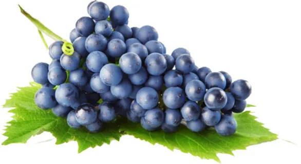 葡萄 提子 水果