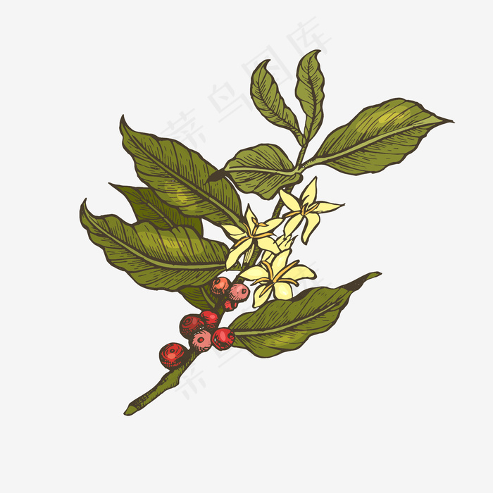 咖啡树插图。