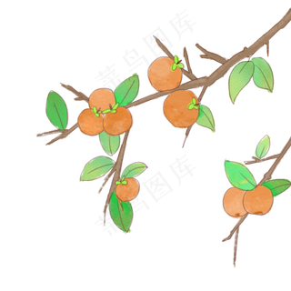 手绘中国风柿子树