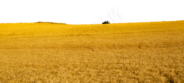 无边无际的麦田