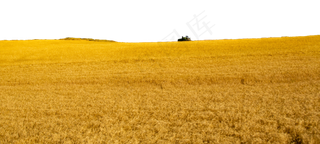 无边无际的麦田