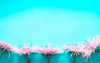 蓝色背景上的粉红色真漂亮的菊花