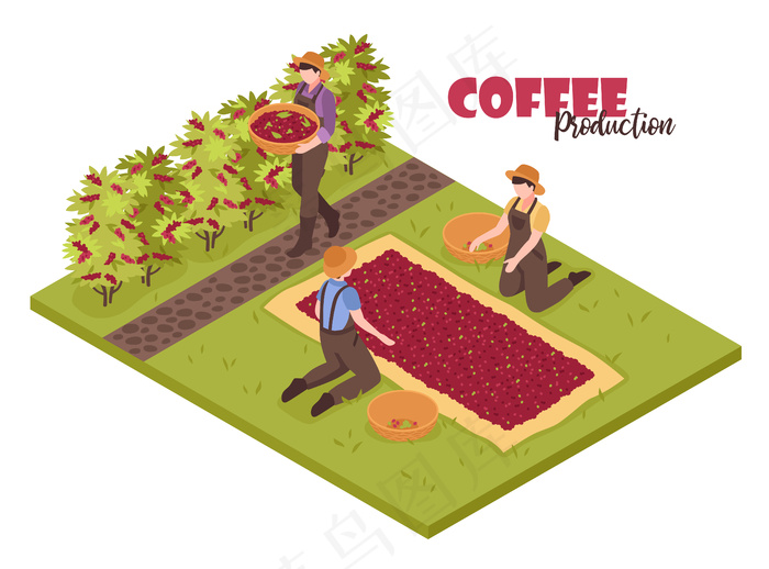 等距咖啡生产白色植物灌木和人们收集可编辑华丽的文本豆eps,ai矢量模版下载