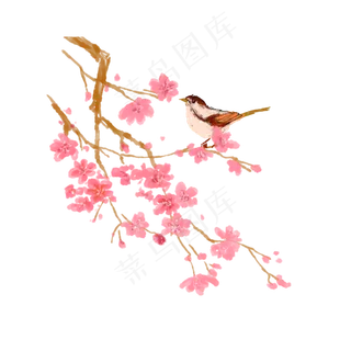 冬天腊梅红色雀上枝头花卉粉色