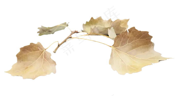 黄色秋季树叶(3700*2000px 300 dpi )
