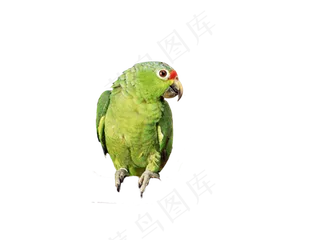 免扣素材动物鹦鹉元素