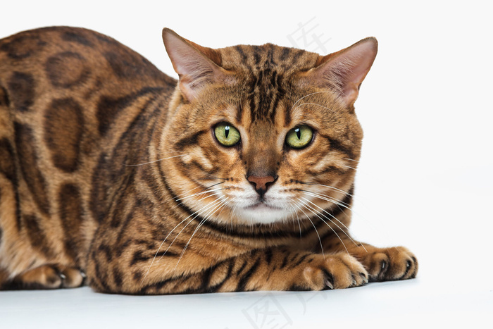 白色背景上的金色孟加拉猫