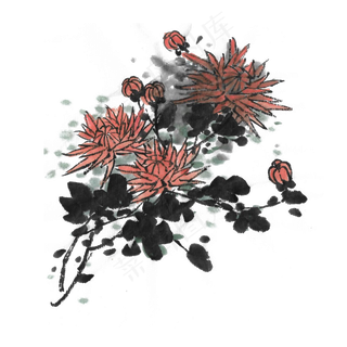 重阳节菊花花开