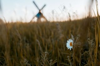 草地上一朵白花的特写镜头，背景是一个模糊的雄性携带十字架