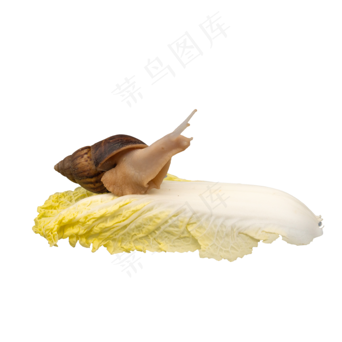 小吃蔬菜白菜(2000*2000px 300 dpi )