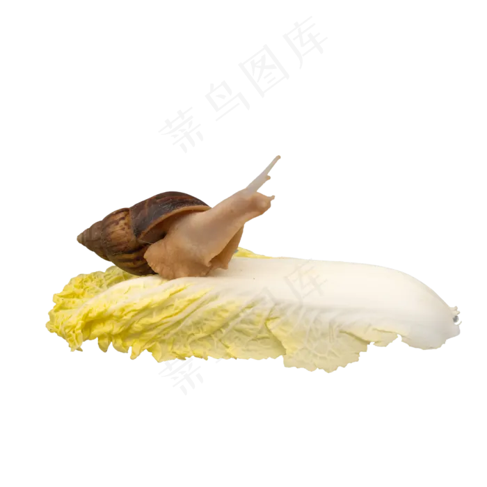 小吃蔬菜白菜(2000*2000px 300 dpi )
