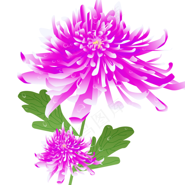 手绘唯美紫色秋季秋天植物花卉菊(2000X2000(DPI:72))psd模版下载