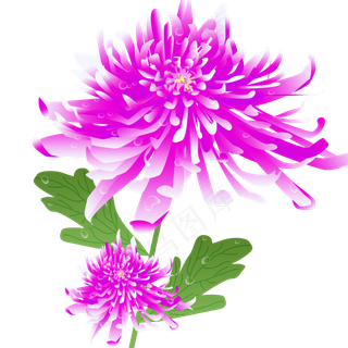 手绘唯美紫色秋季秋天植物花卉菊