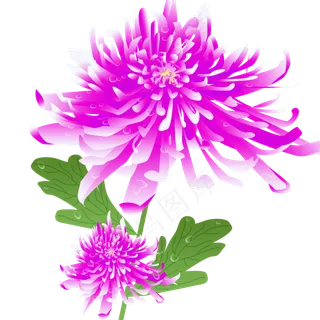 手绘唯美紫色秋季秋天植物花卉菊 手绘唯美紫色秋季秋天植物花卉菊