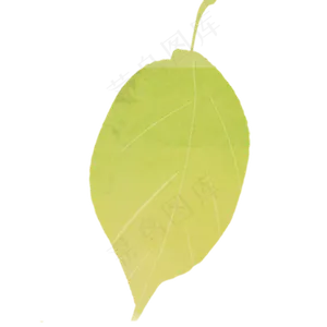 秋天的叶子植物