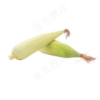 收获季节黄色玉米