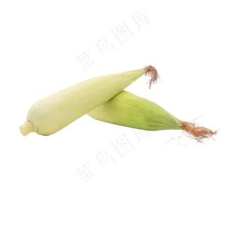 收获季节黄色玉米