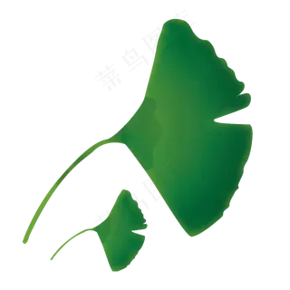 银杏叶大小两枚