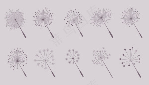 蒲公英花种子采集