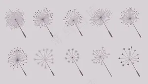 蒲公英花种子采集