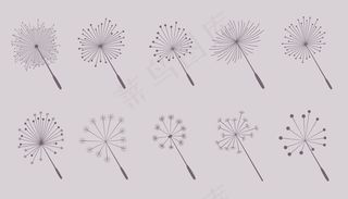 蒲公英花种子采集