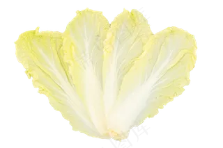 蔬菜白菜叶