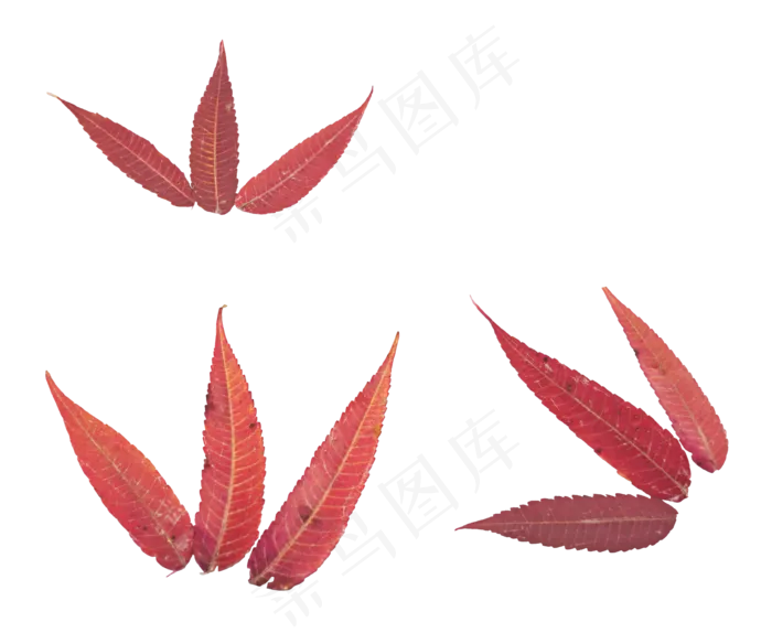 秋天秋季红色叶片(2000X2010)