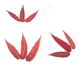 秋天秋季红色叶片