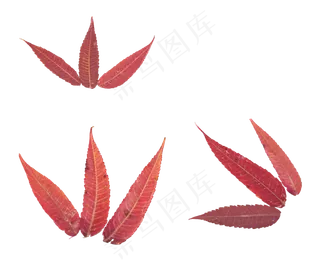 秋天秋季红色叶片