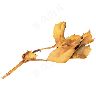 秋季枯叶