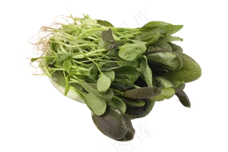 新鲜青菜