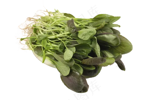新鲜青菜 新鲜青菜