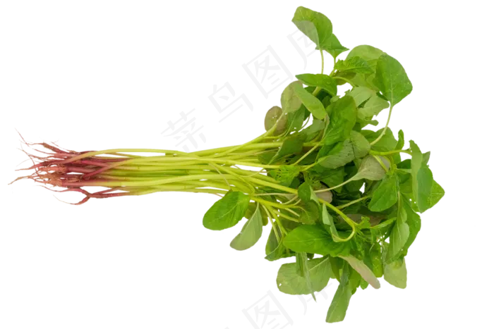 植物小米菜(3000*2000px 300 dpi )