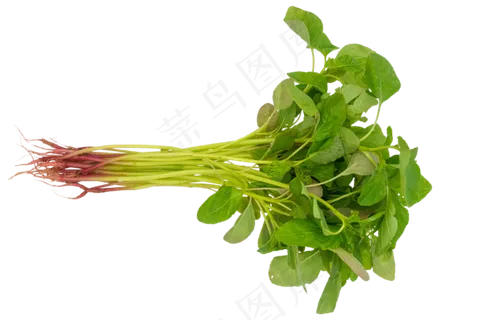 植物小米菜 植物小米菜