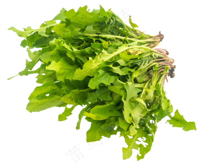 蒲公英野菜(3000X3000(DPI:300))