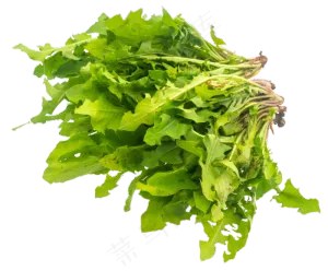 蒲公英野菜