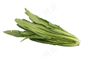 绿色油菜蔬菜