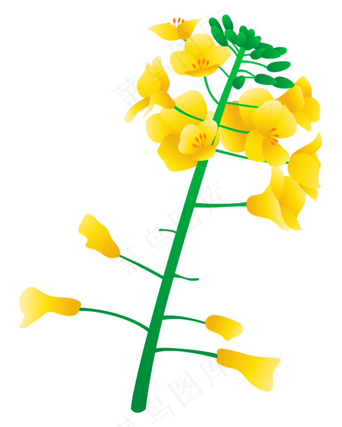 矢量免扣卡通油菜花,免抠元素