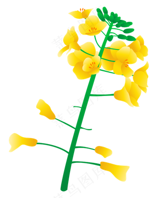 矢量免扣卡通油菜花,免抠元素