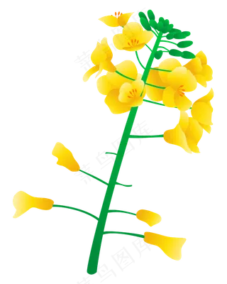 矢量免扣卡通油菜花,免抠元素