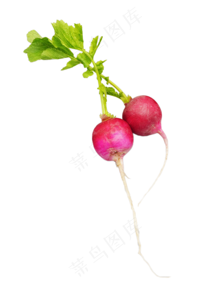 新鲜萝卜水萝卜