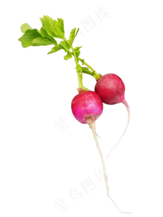 新鲜萝卜水萝卜