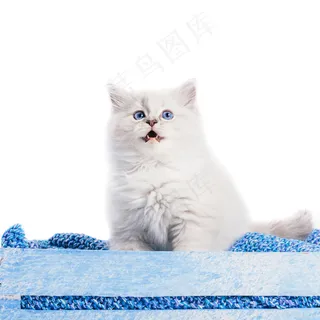 碎布娃娃猫,小猫肖像。白色背景 碎布娃娃猫,小猫肖像。白色背景