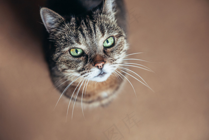 有趣的肖像傲慢的短毛家猫在家放松