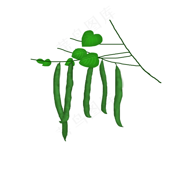 立秋四季豆商用元素手绘(2000X2000(DPI:300))psd模版下载