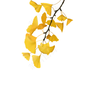 黄色银杏树