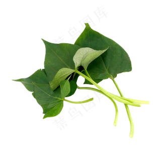 蔬菜番薯叶