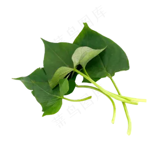 蔬菜番薯叶